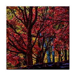 Autumn Colorful Nature Trees Face Towel by Sudhe