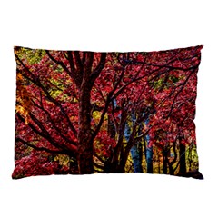 Autumn Colorful Nature Trees Pillow Case (two Sides) by Sudhe