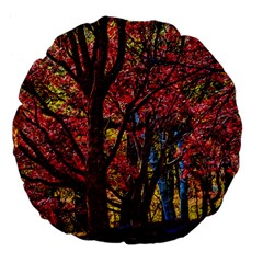 Autumn Colorful Nature Trees Large 18  Premium Flano Round Cushions by Sudhe