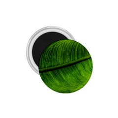 Green Leaf Plant Freshness Color 1 75  Magnets by Pakrebo