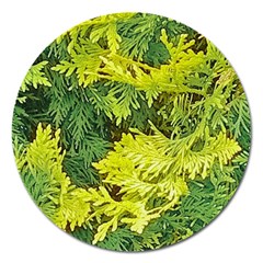 Garden Of The Phoenix Magnet 5  (round) by Riverwoman