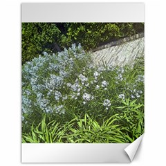 Lurie Garden Amsonia Canvas 12  X 16  by Riverwoman