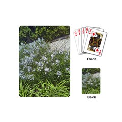 Lurie Garden Amsonia Playing Cards (mini)