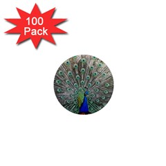 Peacock Bird Animal Feather 1  Mini Magnets (100 Pack)  by Pakrebo