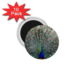 Peacock Bird Animal Feather 1 75  Magnets (10 Pack)  by Pakrebo