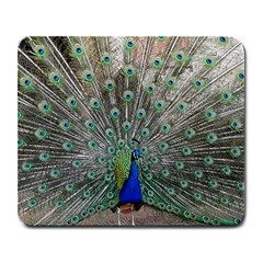 Peacock Bird Animal Feather Large Mousepads by Pakrebo