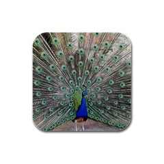 Peacock Bird Animal Feather Rubber Square Coaster (4 Pack)  by Pakrebo