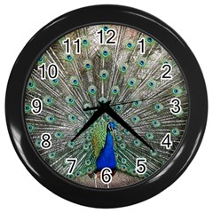 Peacock Bird Animal Feather Wall Clock (black) by Pakrebo