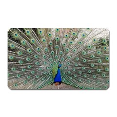 Peacock Bird Animal Feather Magnet (rectangular)