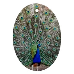 Peacock Bird Animal Feather Oval Ornament (two Sides) by Pakrebo