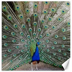 Peacock Bird Animal Feather Canvas 12  X 12  by Pakrebo