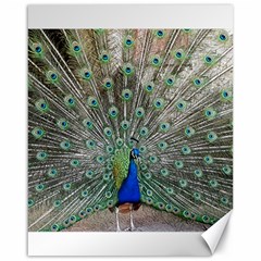 Peacock Bird Animal Feather Canvas 16  X 20  by Pakrebo