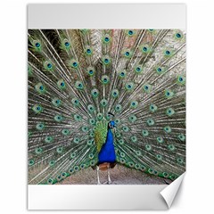 Peacock Bird Animal Feather Canvas 18  X 24  by Pakrebo