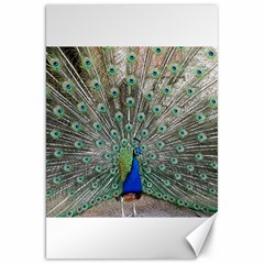 Peacock Bird Animal Feather Canvas 20  X 30  by Pakrebo