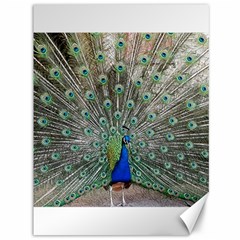 Peacock Bird Animal Feather Canvas 36  X 48  by Pakrebo