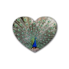 Peacock Bird Animal Feather Heart Coaster (4 Pack)  by Pakrebo