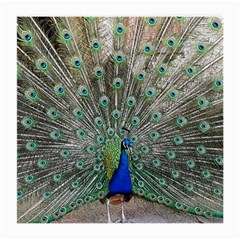 Peacock Bird Animal Feather Medium Glasses Cloth by Pakrebo