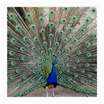 Peacock Bird Animal Feather Medium Glasses Cloth Front