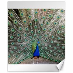 Peacock Bird Animal Feather Canvas 11  X 14  by Pakrebo