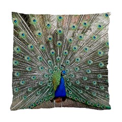 Peacock Bird Animal Feather Standard Cushion Case (one Side) by Pakrebo