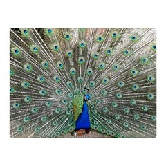 Peacock Bird Animal Feather Double Sided Flano Blanket (mini)  by Pakrebo