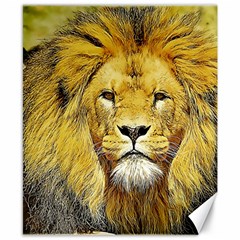 Lion Lioness Wildlife Hunter Canvas 8  X 10  by Pakrebo