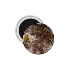 Sea Eagle Raptor Nature Predator 1 75  Magnets by Pakrebo