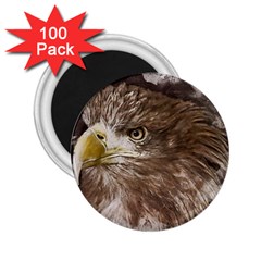 Sea Eagle Raptor Nature Predator 2 25  Magnets (100 Pack)  by Pakrebo