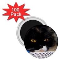 Cat Wanna Study 1 75  Magnet (100 Pack)  by LoolyElzayat