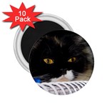 Cat Wanna Study 2.25  Magnet (10 pack) Front