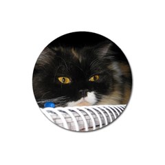 Cat Wanna Study Magnet 3  (round) by LoolyElzayat