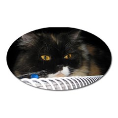 Cat Wanna Study Magnet (oval) by LoolyElzayat