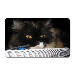 Cat Wanna Study Magnet (rectangular) by LoolyElzayat