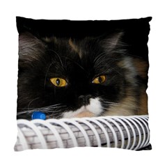 Cat Wanna Study Standard Cushion Case (one Side) by LoolyElzayat