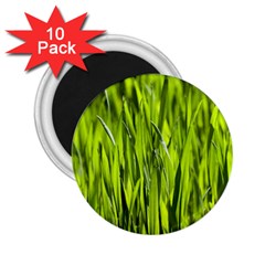 Agricultural Field   2 25  Magnets (10 Pack)  by rsooll