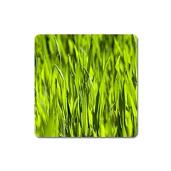 Agricultural Field   Square Magnet by rsooll