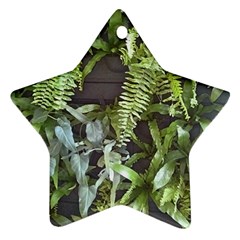 Living Wall Ornament (star) by Riverwoman