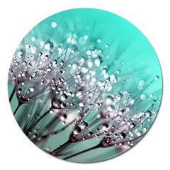 Dandelion Seeds Flower Nature Magnet 5  (round) by Pakrebo