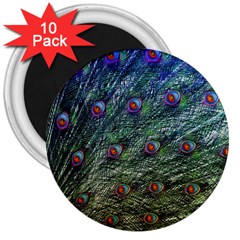 Peacock Feathers Colorful Feather 3  Magnets (10 Pack)  by Pakrebo