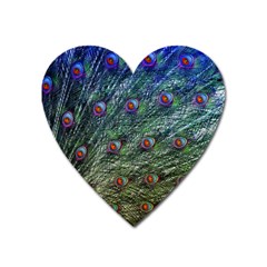 Peacock Feathers Colorful Feather Heart Magnet by Pakrebo