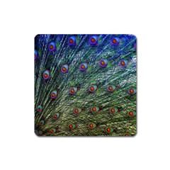 Peacock Feathers Colorful Feather Square Magnet by Pakrebo