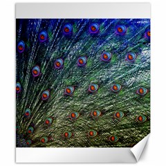 Peacock Feathers Colorful Feather Canvas 8  X 10  by Pakrebo