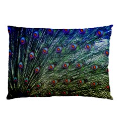 Peacock Feathers Colorful Feather Pillow Case by Pakrebo