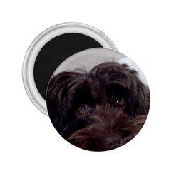 Laying In Dog Bed 2 25  Magnets by pauchesstore