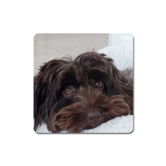 Laying In Dog Bed Square Magnet by pauchesstore