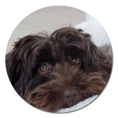 Laying In Dog Bed Magnet 5  (round) by pauchesstore