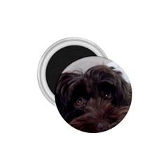 Laying In Dog Bed 1 75  Magnets by pauchesstore