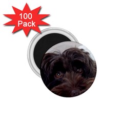 Laying In Dog Bed 1 75  Magnets (100 Pack)  by pauchesstore