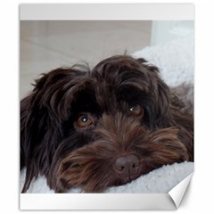 Laying In Dog Bed Canvas 20  X 24  by pauchesstore