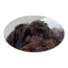 Laying In Dog Bed Oval Magnet by pauchesstore